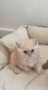 Fawn Exotic Shorthaired kittens