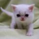 Exotic Shorthair Kittens.Solid White shorthair boys
