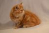 Pure breed Exotic shorthair female kitten in bright orange color.