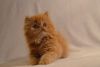 Pure breed Exotic highland female kitten in bright orange color.