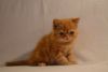 Exotic shorthair baby boy kitten in bright orange color, Miami