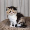 CFA exotic shorthair males and females kittens