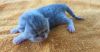Exotic Shorthair Kittens born 10/13/17