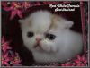 Exotic Shorthaired Persians