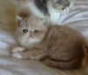 Kittens Ready by Christmas - Shorthaired Persians