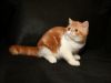 cfa exotic shorthair kittens available