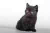 Super Black Exotic shorthair Male Kitten