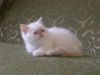 Gorgeous Exotic Shorthair Kittens Ready Text (xxx) xxx-xxx9