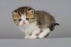 Gorgeous Pedigree Exotic Shorthair Kittens Text us on (xxx) xxx-xxx9