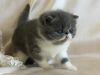 Unbelievably super beautiful pure breed Exotic shorthair kittens