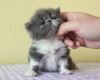 Adorable Exotic Shorthair Kittens Text (xxx) xxx-xxx9