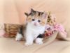 Beautiful Exotic Shorthair Kittens Text (xxx) xxx-xxx9