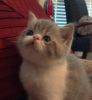 CFA blue silver and white exotic shorthair male kitten