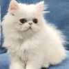 Stella, female, exotic longhair kitten in a full white color.