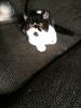 Rehome Exotic Shorthair Female