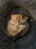 Shorthair kittens for sale