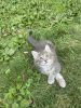 Healthy and clean kittens (2 months old) are ready to go to