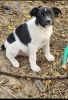 Feist puppies looking for a forever home
