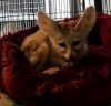 Well Trained Fennec Foxes Now Available