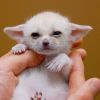 Charming Male & Female Fennec Fox For Sale Now