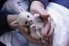 baby fennec fox for sale