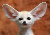 Male and female fennec fox