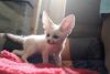 Fennec Fox For Sale CA