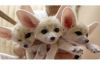Male And Female Fennec Fox For Sale In Ca.
