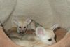 Fennec fox babies available