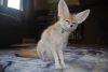 Well Tamed Fennec Foxes, All Our Exotic Pets