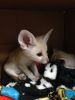 Male and female Fennec Foxes for sale.