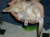 Great Fennec Fox Available For Their New Home