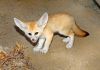 Fennec Fox Available Both Male And Female