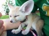 12 weeks fennec foxes for sale