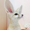 Fennec Foxes 12 Weeks Old Ready