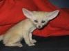 Male And Female Fennec Fox For Adoption