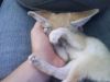 Male And Females Fennec Fox For Sale