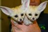 cute fennec foxes ready