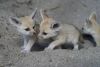 classic fennec foxes for re-homing