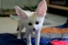 Fennec fox for sale