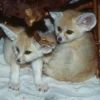 males and females fennec foxes ready