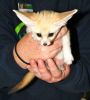 Cheetahs, Lion, Tiger Cubs And Fennec Fox For Sale