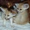 exotic males and females fennec foxes