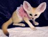 Looking great Fennec Fox for loving