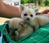 Fennec fox kits male and female available