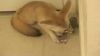 smart fennec foxes available