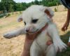 Cutest Fennec Fox For Sale