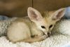 Tica Registered Fennec Fox For Sale