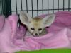 Charming male and female Fennec fox for adoption