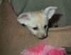 fennec fox looking for and urgent home.